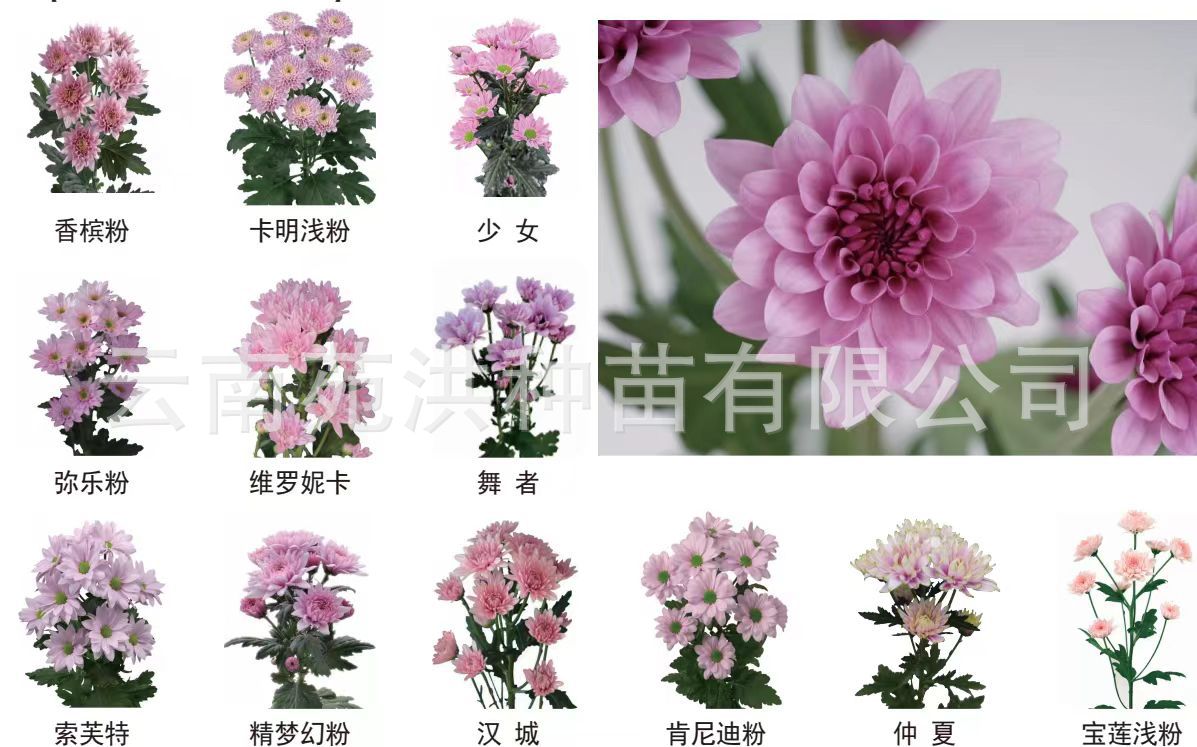多头菊