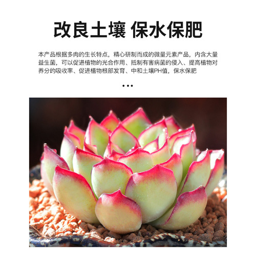 The manufacturer supplies eight old man succulents nutrient solution special fertilizer flower fertilizer succulent plants concentrated for home use