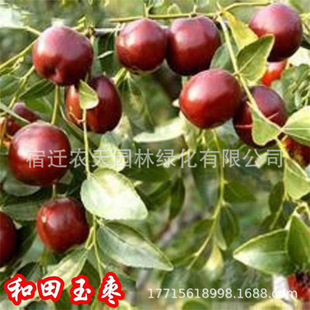 �������A���旗�޽Ӵ�ѩ�����������͗�����Y���ϱ����Nֲ����