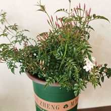 �������ܶ໨��ܰ���Ի����ٱ�����ֲ������ͥԺ���@�������绨��