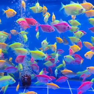 ��ʹ�~��̖�^�p�~�Ꭷ��ˮ�~��ȸ�߲ʰ��RȺ���~��С���~�ײ����l