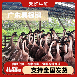 ���r���h�����Z���l�R�����Z�����Z�F�׬F�l�Bֳ��ֱ�N���D����