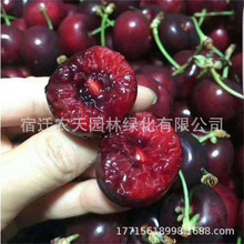 美早樱桃树苗嫁接苗车厘子大樱桃苗南方北方种植果树地栽当年结果