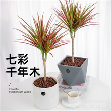 七彩铁千年木绿植盆栽水培植物室内马尾铁庭院盆景懒人好养活花卉