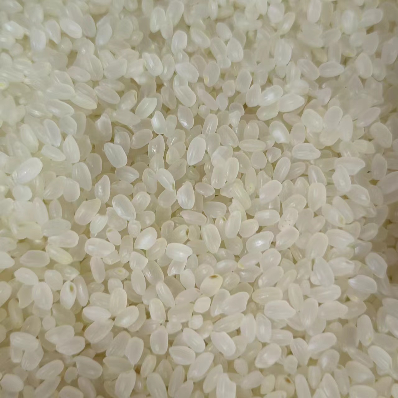 Japonica Rice (Oryza sativa japonica) — Dried Whole Grain for Congee & Herbal Soups key features