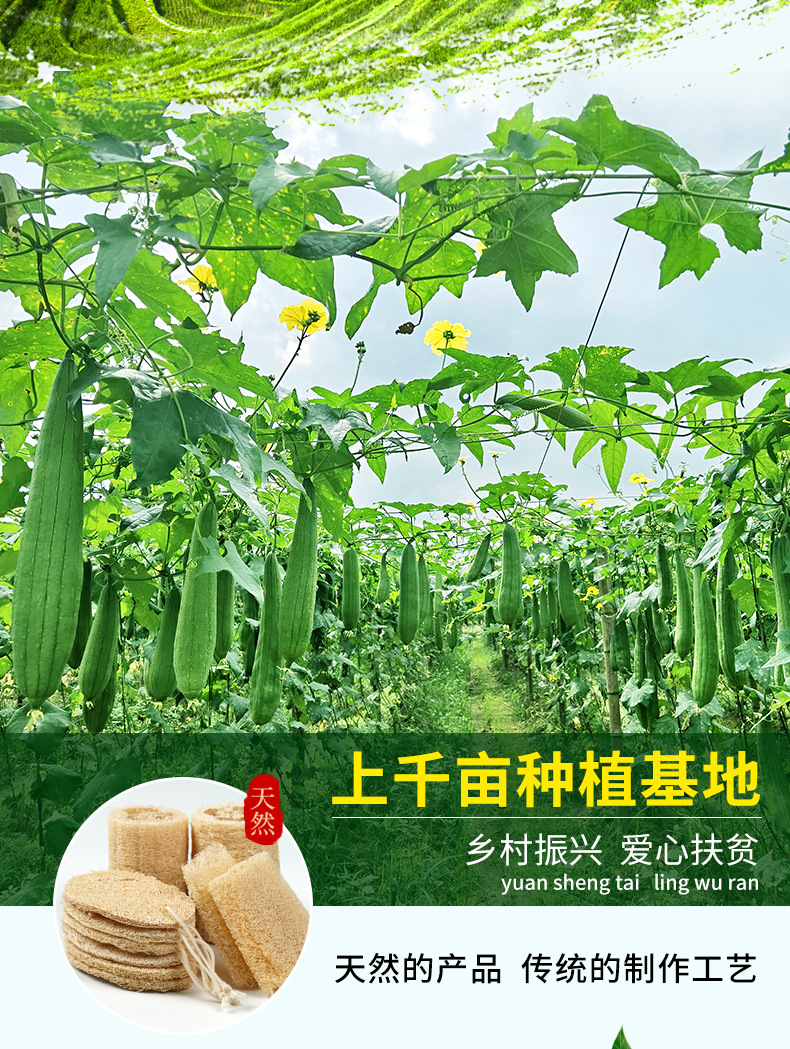 丝瓜络段硬瓜、软瓜，压缩丝瓜络片三合一详情页new_04.j
