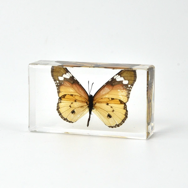 7.3CM Medium King Butterfly
