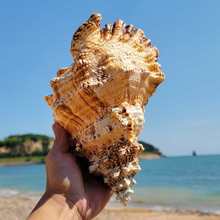 批发天然大海螺贝壳金口大蛙螺石号螺白珊瑚海星摆件可以吹响鱼缸