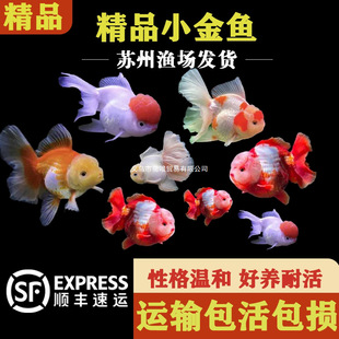 С���~��ˮ�~���Ӝز�����С�~���\���^�~��ˮ�~���yС�~���B