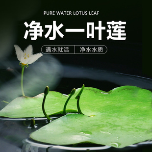 һ�~ɏ��ɏˮ��ֲ���҃��ļ����໨�ܶ���������ˮ�|����ȩˮɏ��