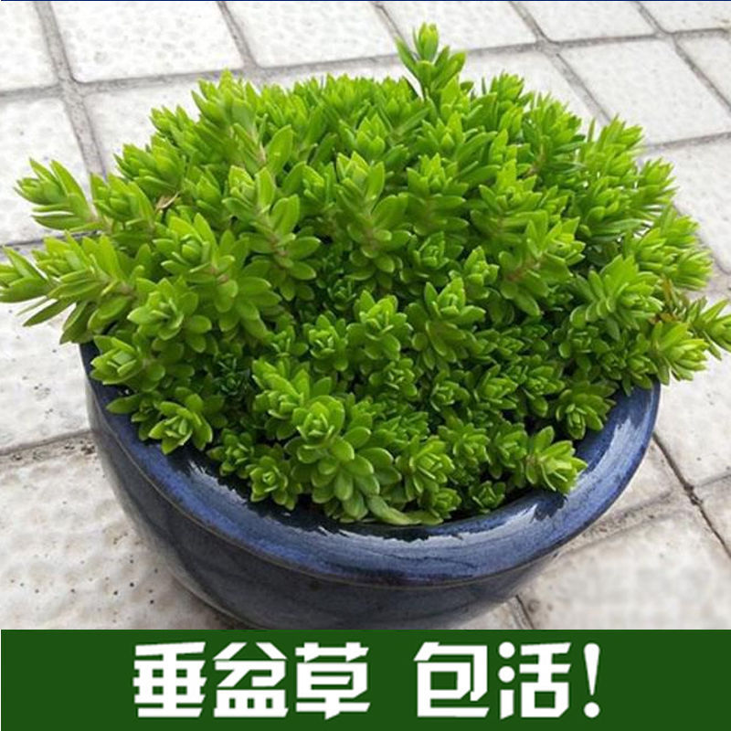 基地批发佛甲草垂盆草屋顶绿化植物吊兰盆栽花卉绿植四季常青
