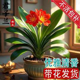 君子兰盆栽带花苞花卉植物室内国宝特级巨无霸大苗名贵四季好养活