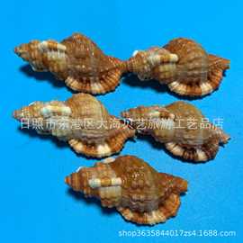 红毛法螺天然贝壳海螺稀少收藏标本家居橱窗摆件水族鱼缸造景装饰