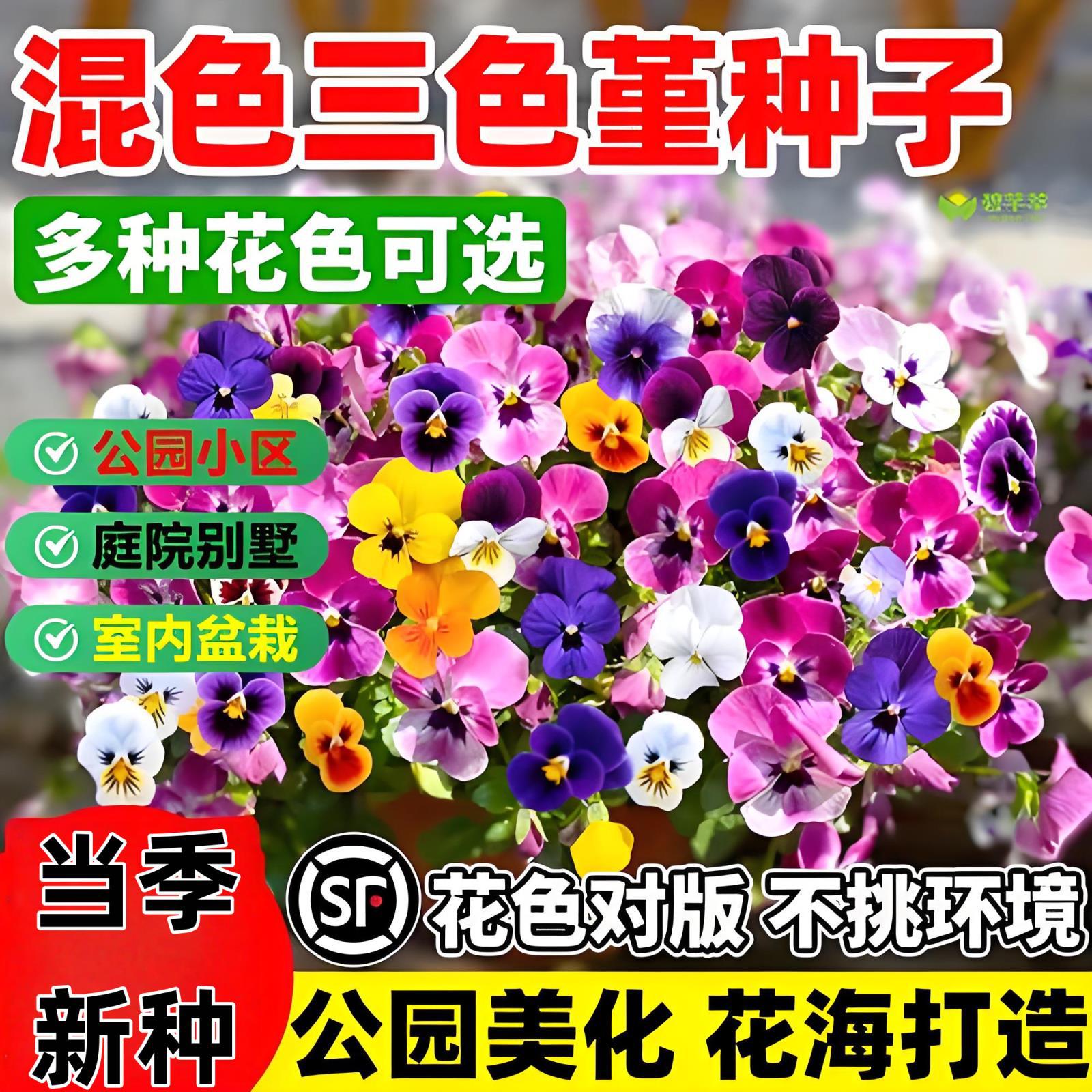 三色堇花种籽子四季播种耐寒蝴蝶花花种阳台室外庭院秋播角堇种子