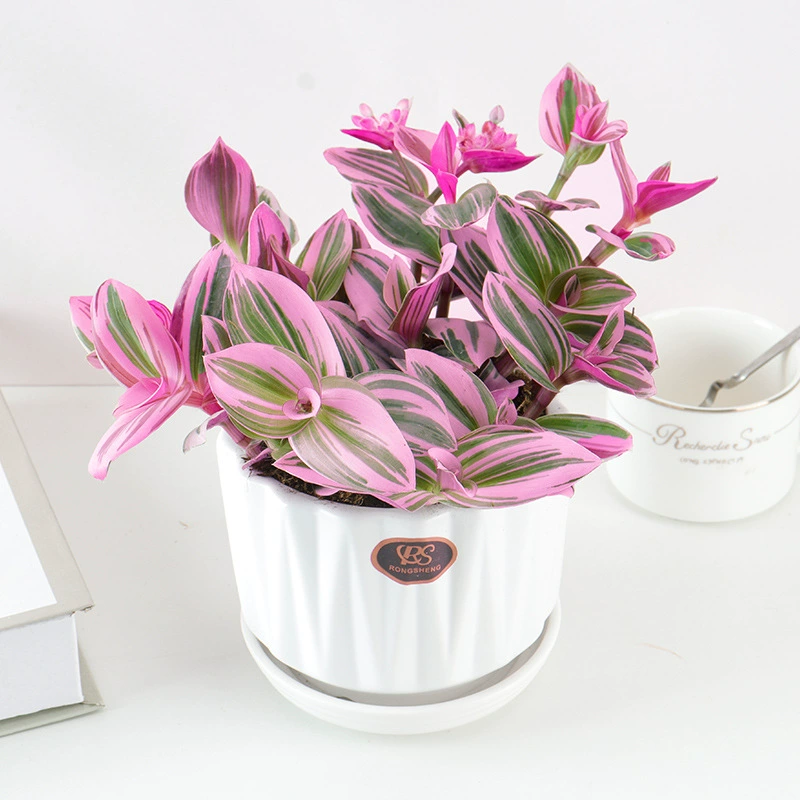 Картина маслом, свадебная подвесная орхидея в горшке, суккуленты, цветы и растения, комнатные цветы, фиолетовая роса, подвесные зеленые растения, легко кормить круглый год