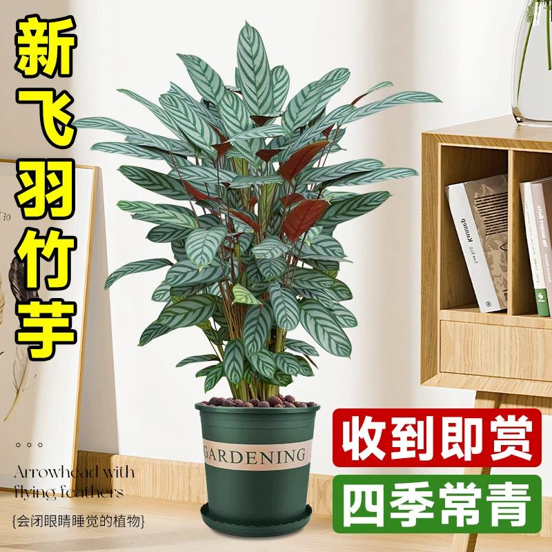 Новое горшечное растение Feiyu Caladium в скандинавском стиле, высококачественное лиственное растение, популярное комнатное зеленое растение, поглощающее формальдегид, теневыносливое, легко ухаживать