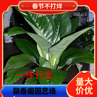 һ�����l�G���������҃ȿ͏d�����辰ֲ��Gֲ�f������ƴ��~ֲ��