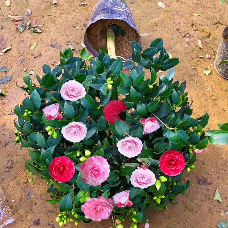 Камелия Рассада деревьев в горшке Ароматная принцесса Большой цветок Камелия с бутоном Пятицветный комнатный цветок Чидан Цветение в четыре сезона