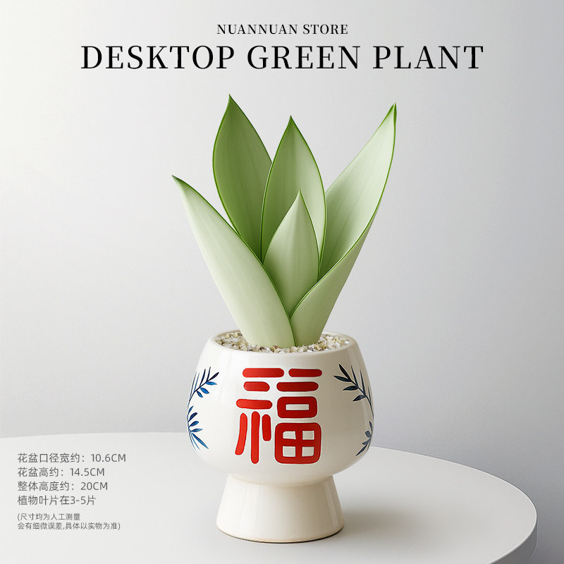 精选白玉虎皮兰（3-5片叶子）+红福高脚陶瓷盆