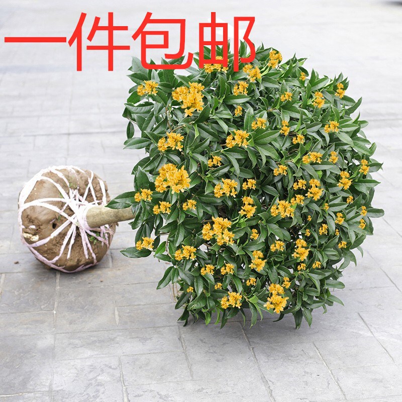 Four seasons osmanthus tree seedlings osmanthus tree potted courtyard fragrant plants indoor and outdoor flowers planted osmanthus tree wholesale