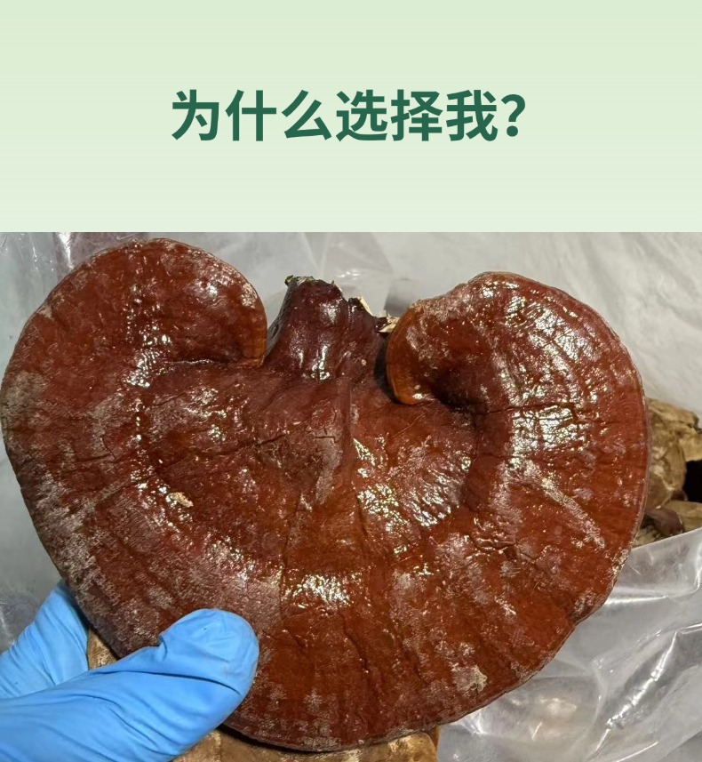Dried Reishi Mushroom Slices Ling Zhi Zi Zhi 500g Jilin Origin key features
