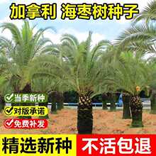 �����²ɺ����N�ӗ�Ҭ�Ӳ�˹�����������������˗��G���^�p��N��