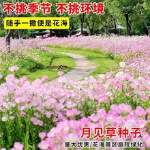 ҊݷNӶļ_׻̨ͥԺҹ㻨N