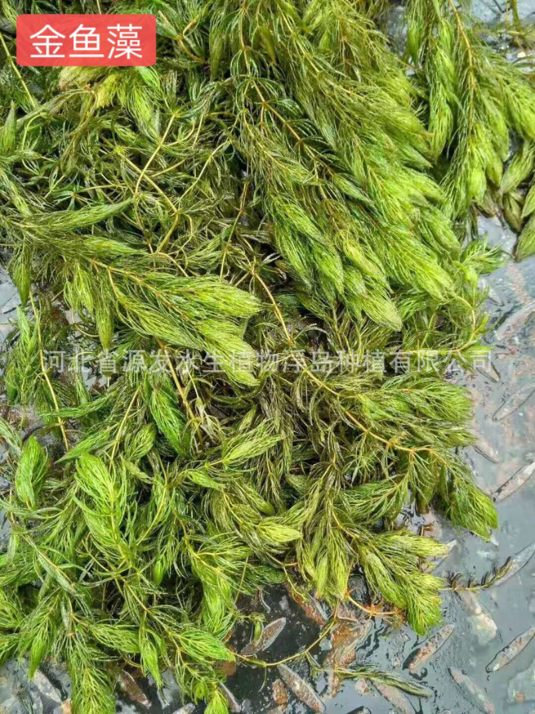 金鱼藻种苗