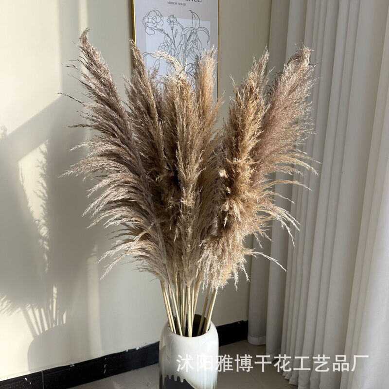 Factory Direct Supply Reed Dried Reed Indoor Home Decoration Decoration Wedding Photography Set Material
