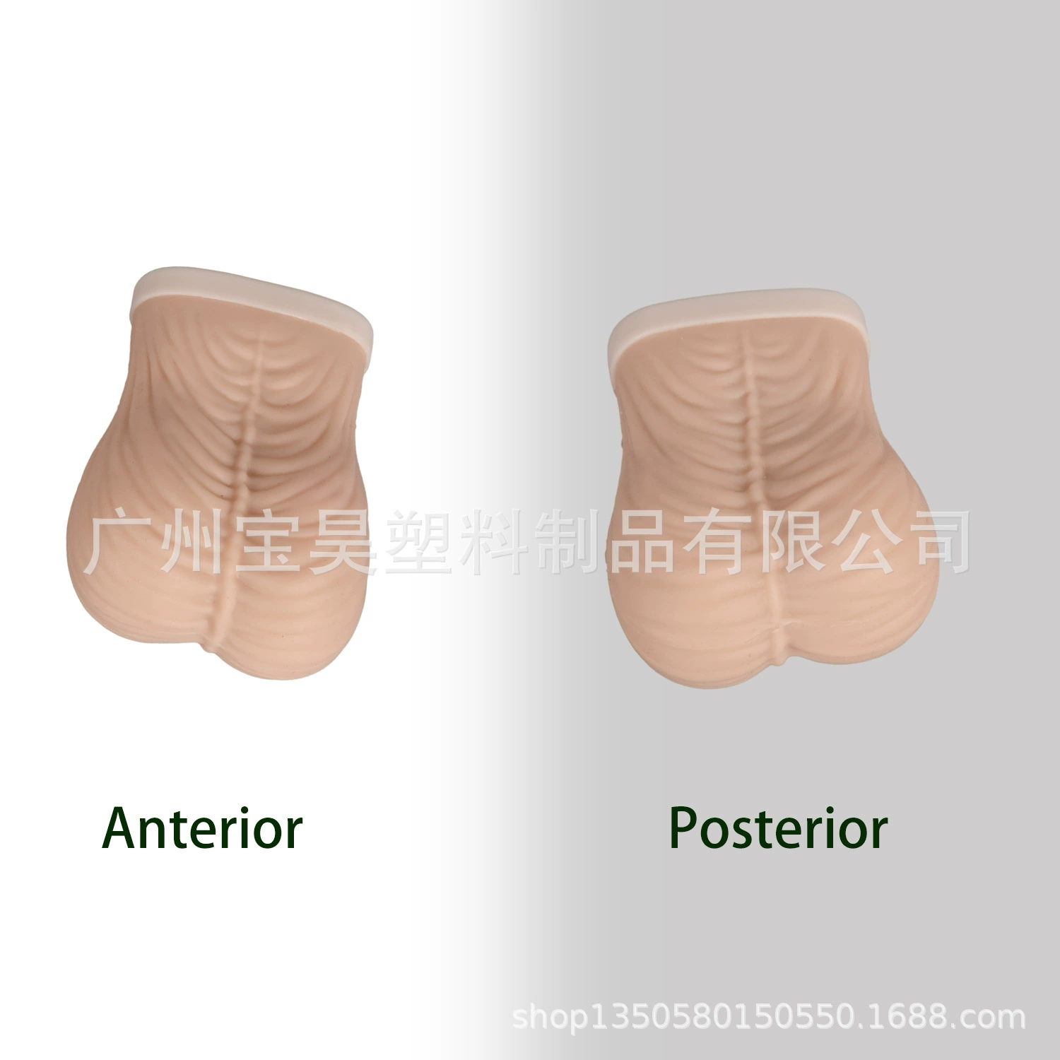 Teaching model simulation Men's testicular model testicular self -examination exercise model large size and small size