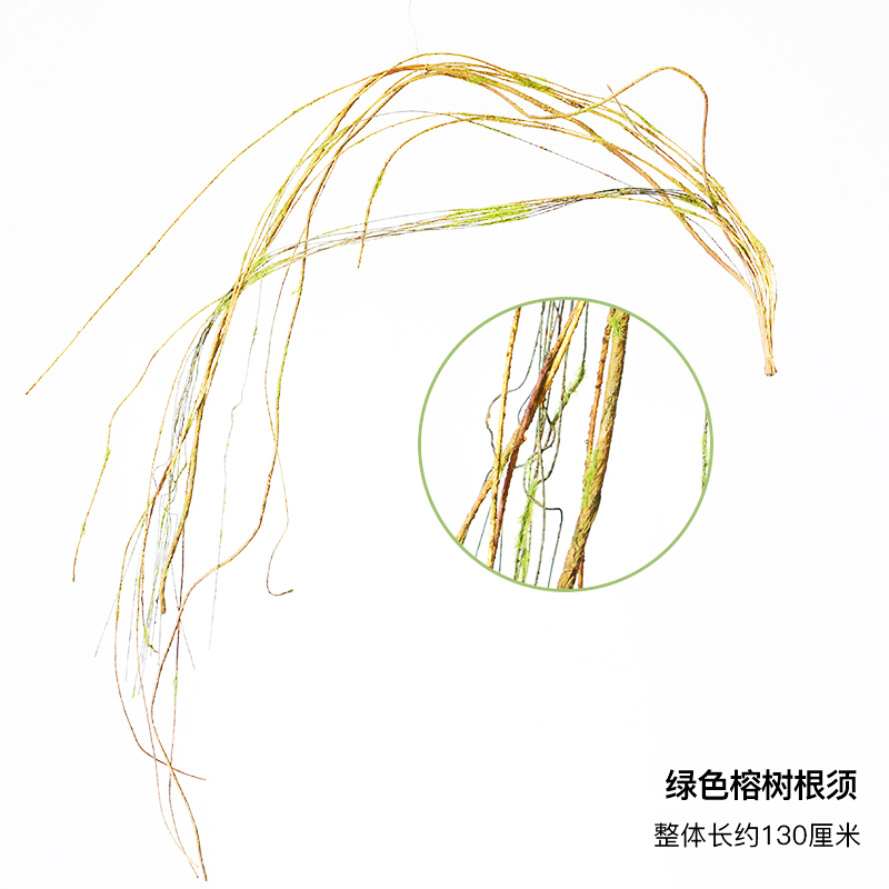Green banyan tree roots-dry branches
