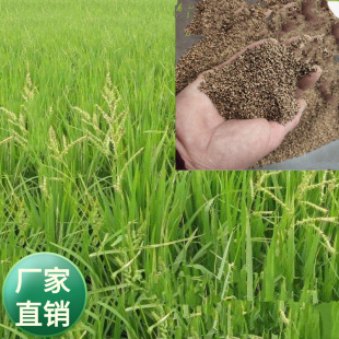 ���l���ݷN��  �޹ȷN�� �޹� ��� ���ݷN�Ӱ޹��ǹ��ӵ�׃����