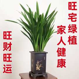 兰花墨兰【送花盆+托盘】企黑原盆苗好养兰花盆栽浓香型室内花卉