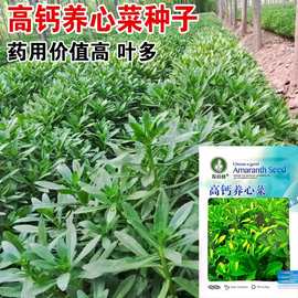 养心菜高钙救心菜种子可食用野菜四季播阳台盆栽特色保健蔬菜种籽