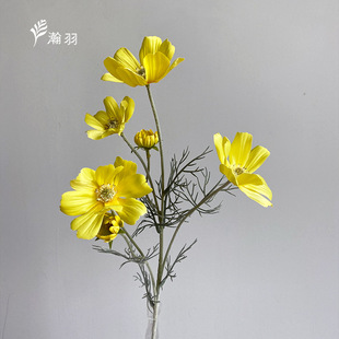 С�r�շ��滨��˹�տ羳���N�S��؛Դ��c����Ī���L