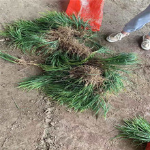 细叶麦冬草网袋装细叶长沿阶草杭州绿化苗木集采耐践踏草坪