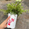 [Direct supply of the base] Small plants of leaf -viewing plant plants purify the air.