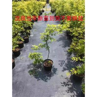 Dropshipping of Flowing Spring Maple Sapling Potted Seedlings, Golden Maple, Red Maple, Golden Flowing Spring Maple Potted Tree, and Chicken Claw Maple Saplings