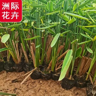 Wholesale Zaili Flower Seedlings, Landscape Aquatic Plants, River Emergent Plants, Pond Greening and Landscaping Florals, Zaili Florals