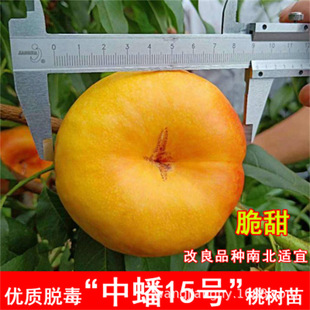 �S���������������21����޽��Ҙ����S�����ë��Ү���Y����