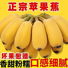 广西苹果蕉粉香蕉新鲜9斤当季整箱水果甜芭蕉圆香焦banana