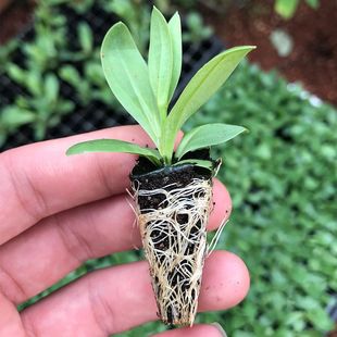 Spot Yunnan Base Direct Sales Double Lisianthus Flower Seedlings Stunning Cut Flower Lisianthus Seedlings Perennial Durable Zhaozhou