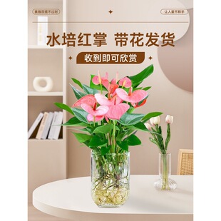 ��������ˮ��ֲ���҃Ⱥ��B�Gֲˮ�໨���ļ�������Q���r��һ���L