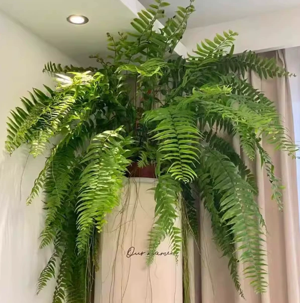Бостонский папоротник в большом горшке, длиннолистный подвесной папоротник, комнатное растение для гостиной, зеленое растение из тропического леса в горшке, потолочный папоротник