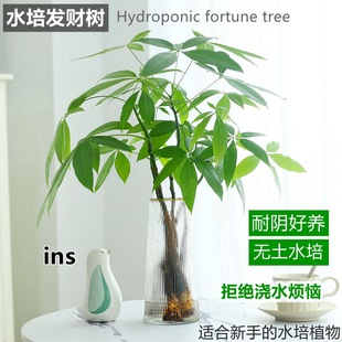 �lؔ��ˮ��ֲ�������҃ȿ͏d���Bˮ�B�k����������ؔ�Gֲ�����辰