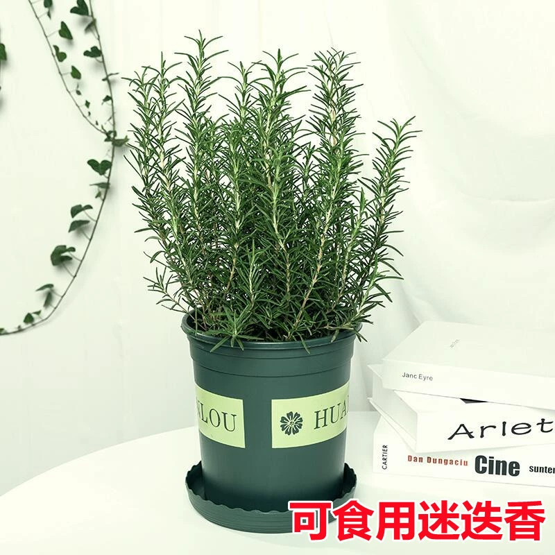 Розмарин в горшке Западный пищевой стейк Свежая мята в горшке Съедобное комнатное средство от комаров Хорошее зеленое растение