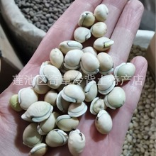 �ױⶹ,�ϱⶹ,���۶�,�϶�,��؛���l��ș�İױⶹ