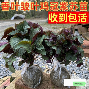 �r�����~���K�����r��֦ʳ���u�ڰ��~���K����������̨��������