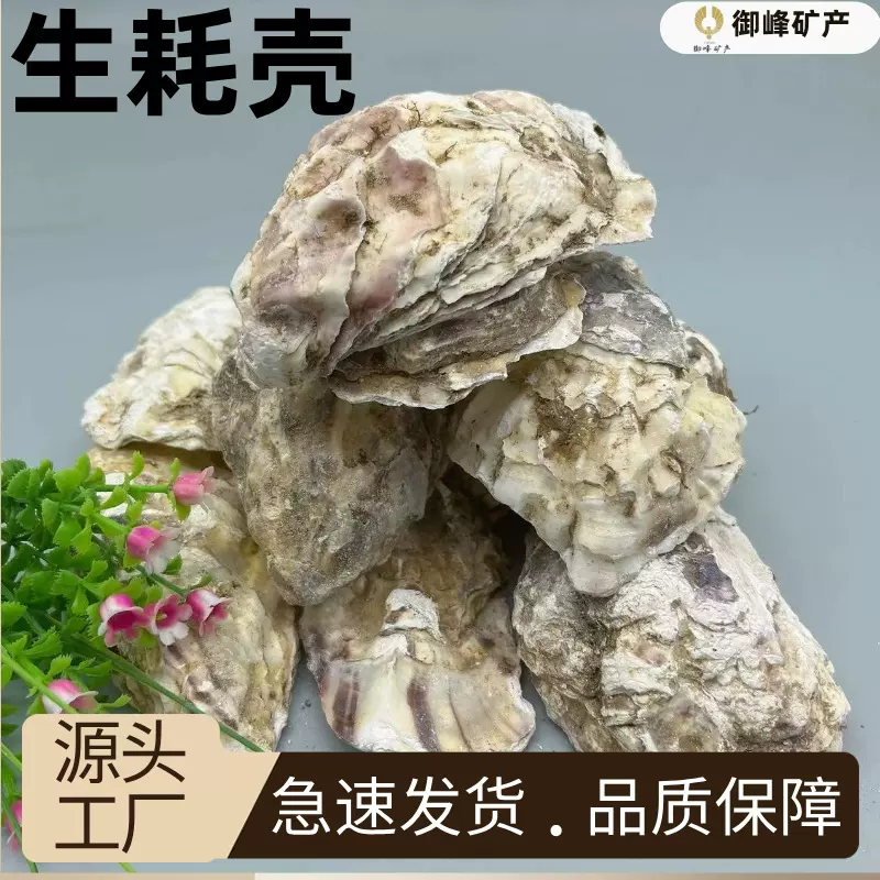 生耗壳工厂低价大量供应牡蛎壳水产养殖水池鱼缸过滤材料园艺种植