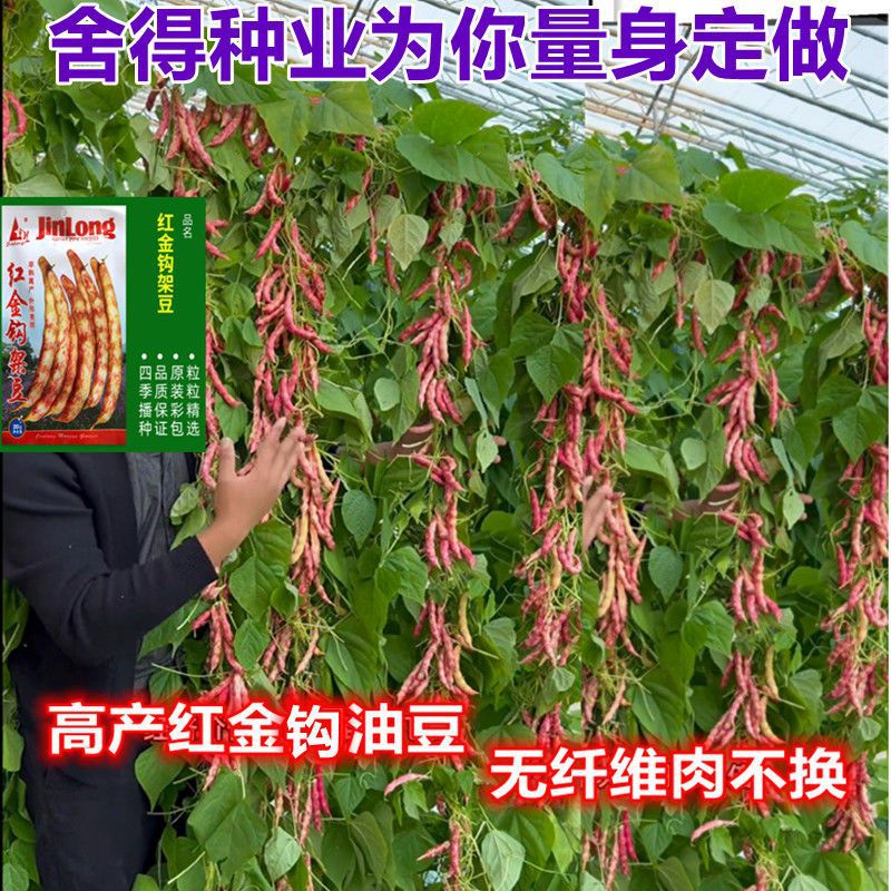 高产黄金勾红金钩豆角架豆王种子高产油豆角种籽沟扁豆春季蔬菜籽